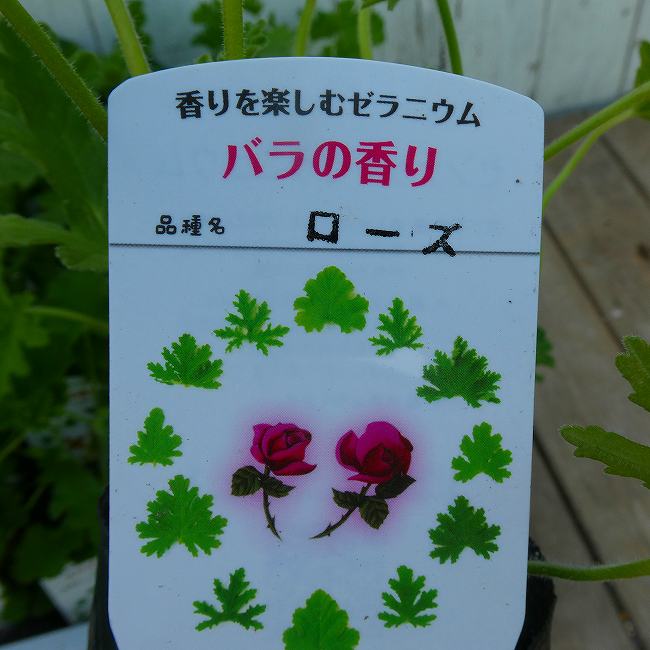 楽天市場】ローズゼラニウム（鉢花｜花・観葉植物）：花・ガーデン