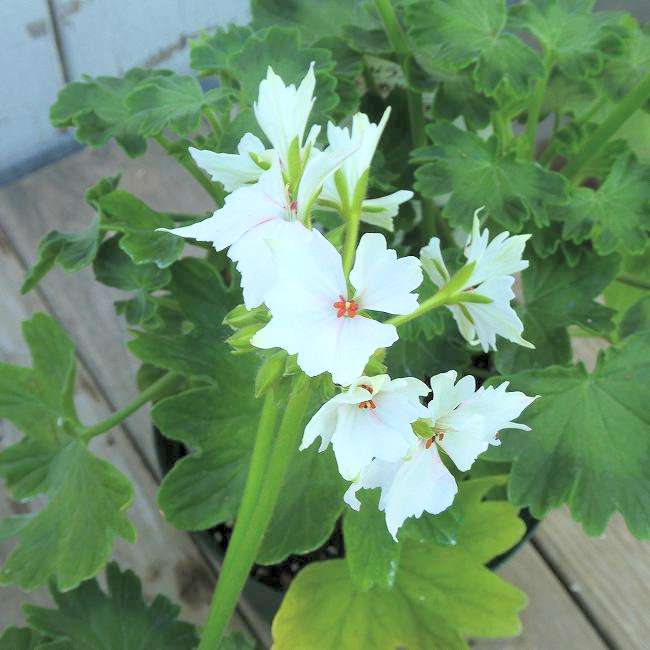 ゼラニウムページ 楽天市場】ゼラニウム 種（花・観葉植物｜花・ガーデン・DIY）の通販