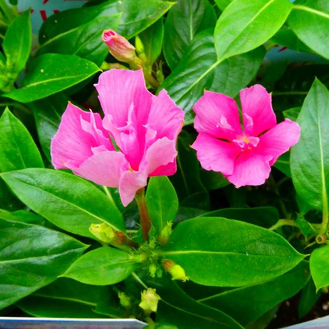 Rakuten - 八重咲き 日々草 苗 サニープリンセス ピンク 3.5号 夏の花 夏花壇　サントリーフラワーズ 260509