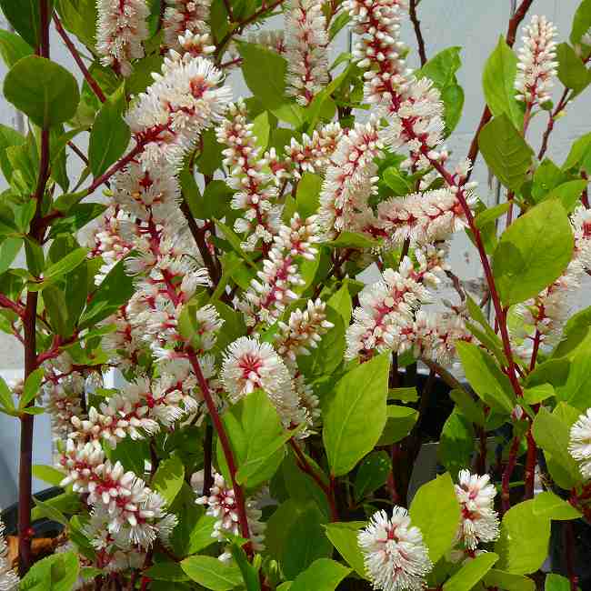乐天商城 - 赤花ズイナ 苗 4号 リョウブ 落葉樹 庭木 苗木 紅葉 260512