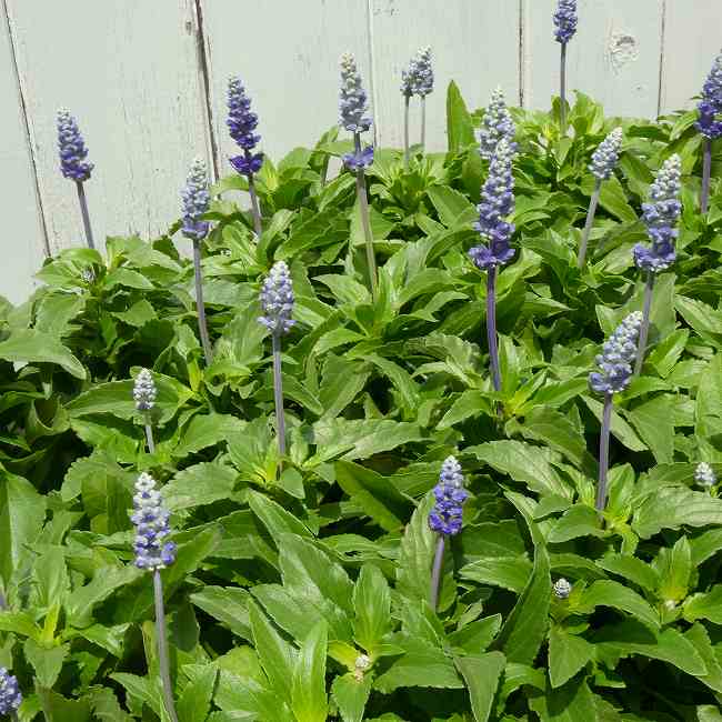 Salvia - ブルーサルビア 苗 フェアリークイーン ファリナセア　3.5号 小型 バイカラー咲き 青花 夏の花 260512