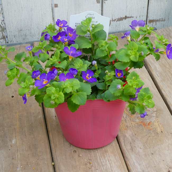バコパ 苗 コピア パープル 大輪種 3.5号 花苗 小花 ステラ ハンギング用 寄せ植え...