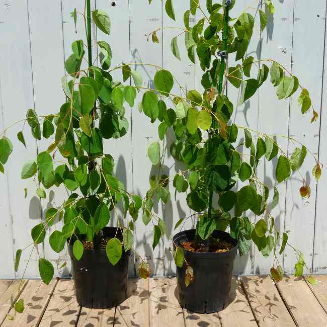 桂 苗木 枝垂れ桂 6号 庭木 植木 260519