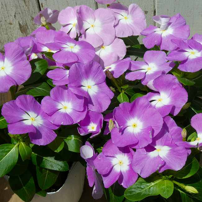 日々草 苗 タイタン ラベンダーブルーバロー 薄紫 花苗 ニチニチソウ 3.5号 苗 夏...