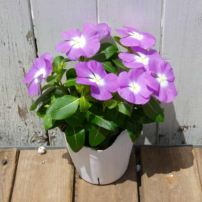 日々草 苗 タイタン ラベンダーブルーバロー 薄紫 花苗 ニチニチソウ 3.5号 苗 夏...