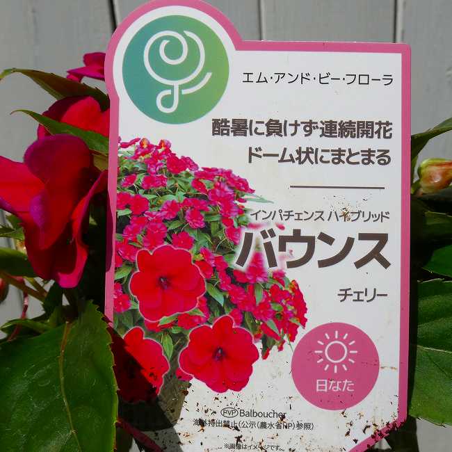 ニューギニアインパチェンス 苗 バウンス 花色お任せ 3.5号 花壇苗 日陰向き 260519