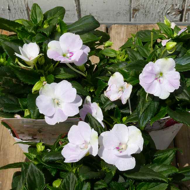 Impatiens - ニューギニアインパチェンス 苗 バウンス コンパクトホワイト 3.5号 日陰向き 白花 260519