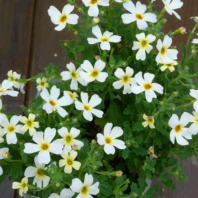 Rakuten - ジャメスブリタニア 苗 スターダム ホワイトフュージョン 白花 小花 3.5号　260521
