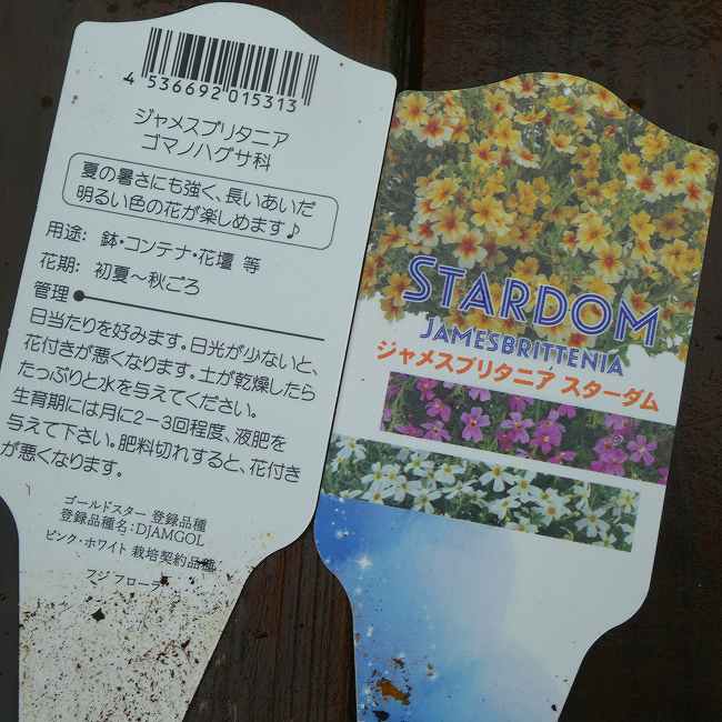 ジャメスブリタニア 苗 スターダム ラベンダーピンク 小花 3.5号　260521