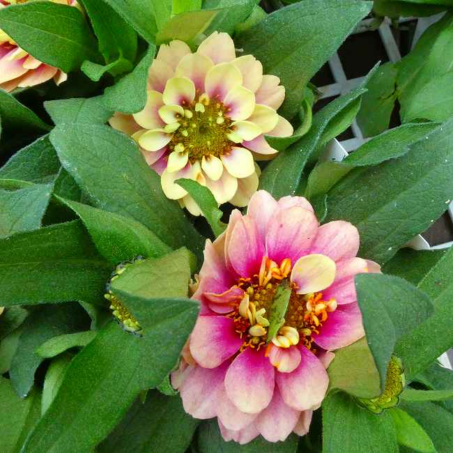 Zinnia - 百日草 苗 ベリーズダブル トロピカルビーチ 八重咲き ジニア 3.5号 秋の花 晩秋まで咲く　260521