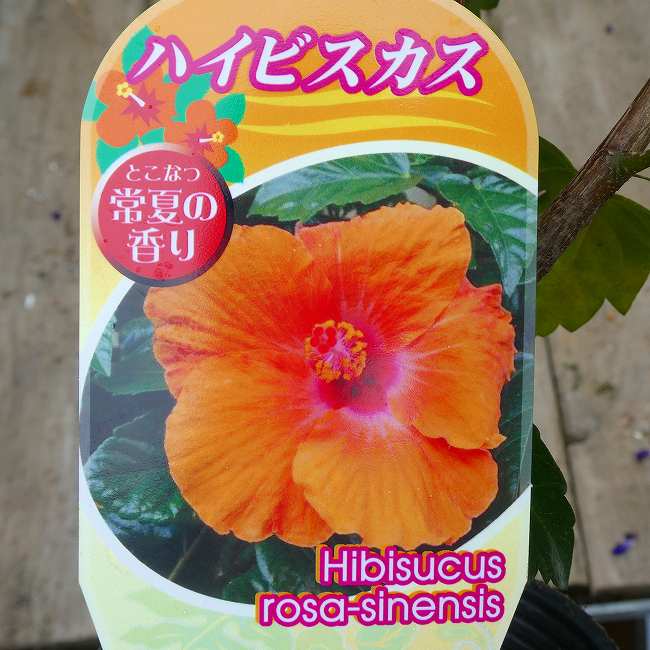 Rakuten - ハイビスカス 苗 オレンジ花 品種不明 3号 熱帯花木 夏の花　260528