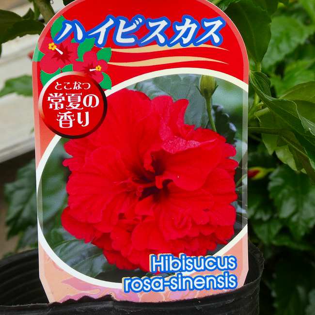 Rakuten - ハイビスカス 苗 八重咲き 赤花 3号 熱帯花木 夏の花　260528