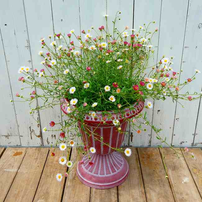 Rakuten - エリゲロン スタンド鉢植え 直径25cm 寄せ植え　260531