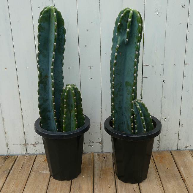 楽天市場】柱サボテン（高さ（植物）～ 70.9cm）（観葉植物｜花・観葉