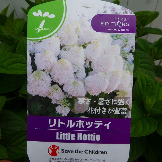 Rakuten - ノリウツギ 苗 リトルホッティ 4号 白花 コンパクト種　アジサイの仲間 苗木 シンボルツリー　260604