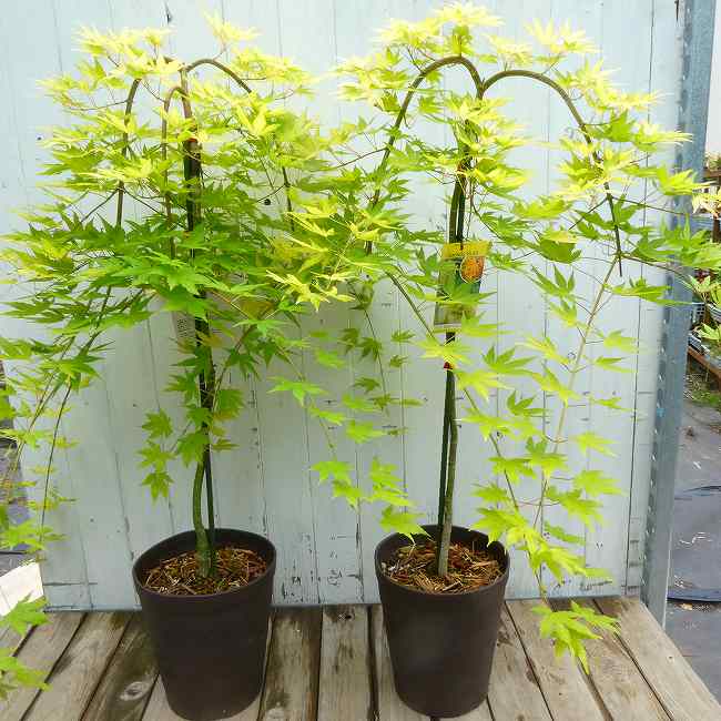 楽天市場】もみじ 鉢植え（カラーイエロー）（花・ガーデン・DIY）の通販