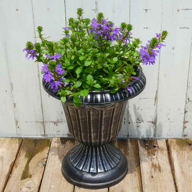 Rakuten - ブルーファーンフラワー 青花 スタンド鉢植え 直径25cm 寄せ植え 260611