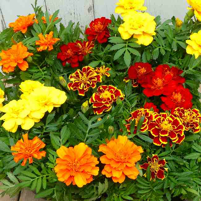 Rakuten - マリーゴールド 苗 花色お任せ 花苗 3.5号 充実苗 夏の花 夏〜秋花壇に 花壇苗 260611