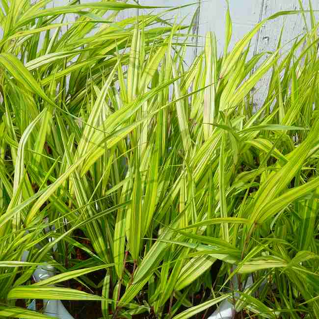 黄金風知草 石鉢 黄金風知草 オウゴンフウチソウ 苗 ポット植え : 日本