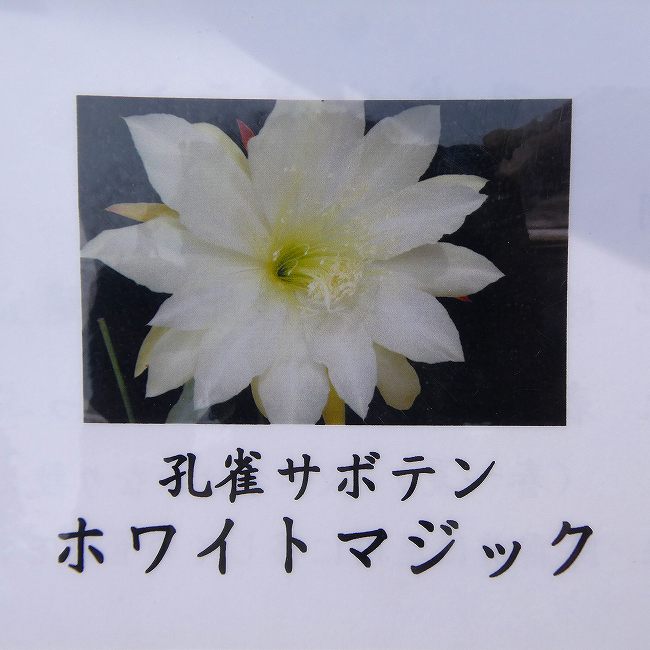 楽天市場】白眉孔雀サボテンの通販