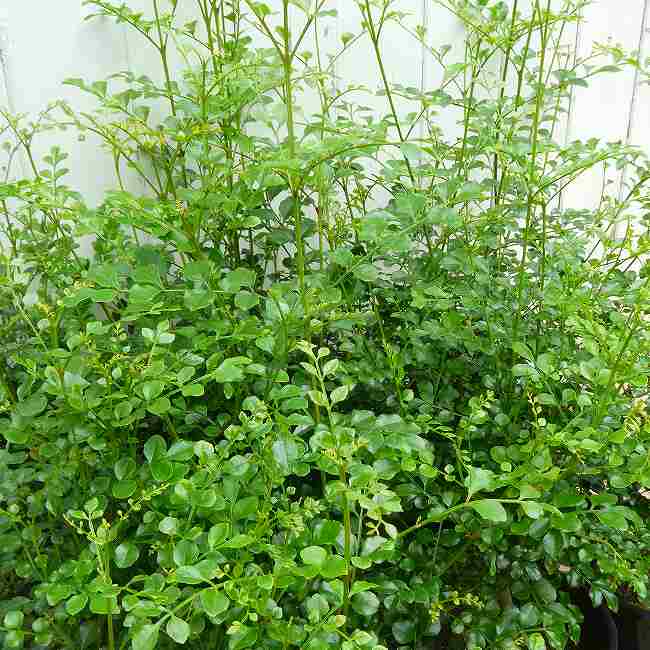 乐天商城 - シマトネリコ 苗木 4号 観葉植物 庭木 半耐寒性 常緑樹 260618