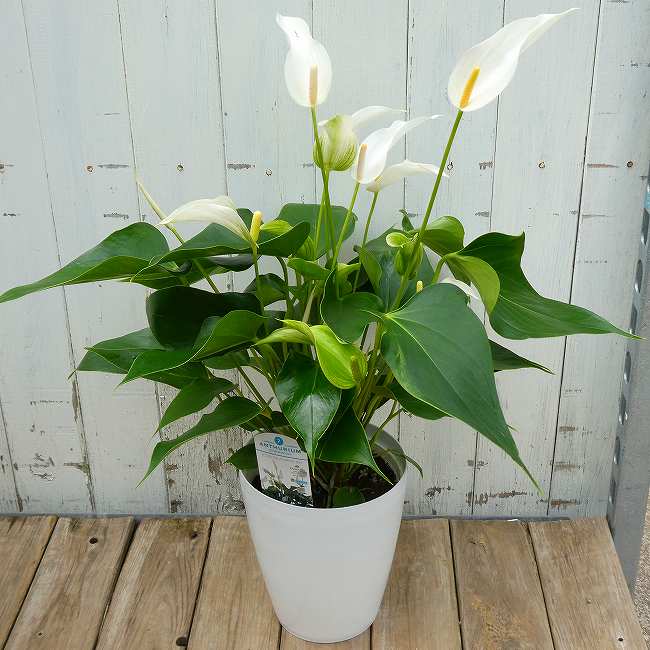 乐天商城 - アンスリューム バンデロラ カバ 白花 6号鉢 鉢植え 熱帯植物 観葉植物 ギフト 260618