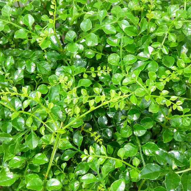 乐天商城 - シマトネリコ 苗 3号 庭木にも 観葉植物にも　260623