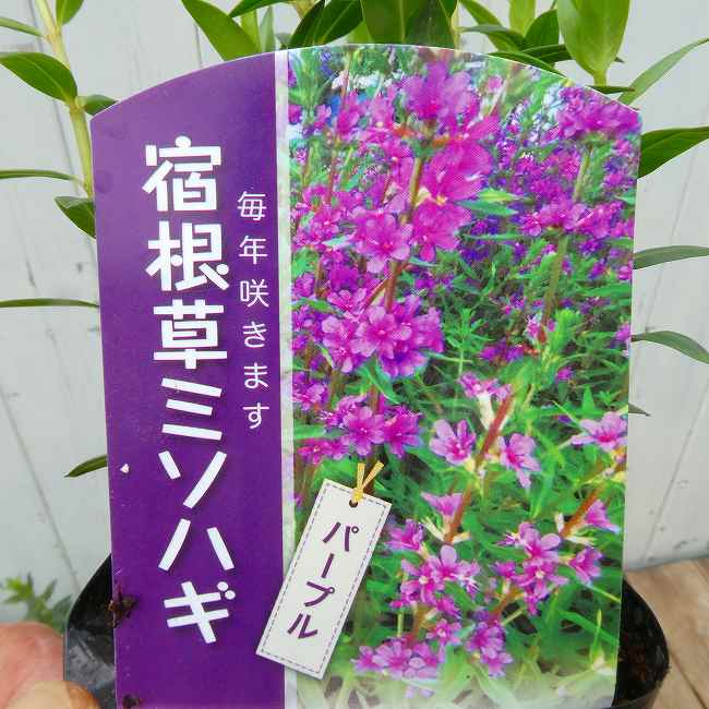楽天市場】ミソハギの通販