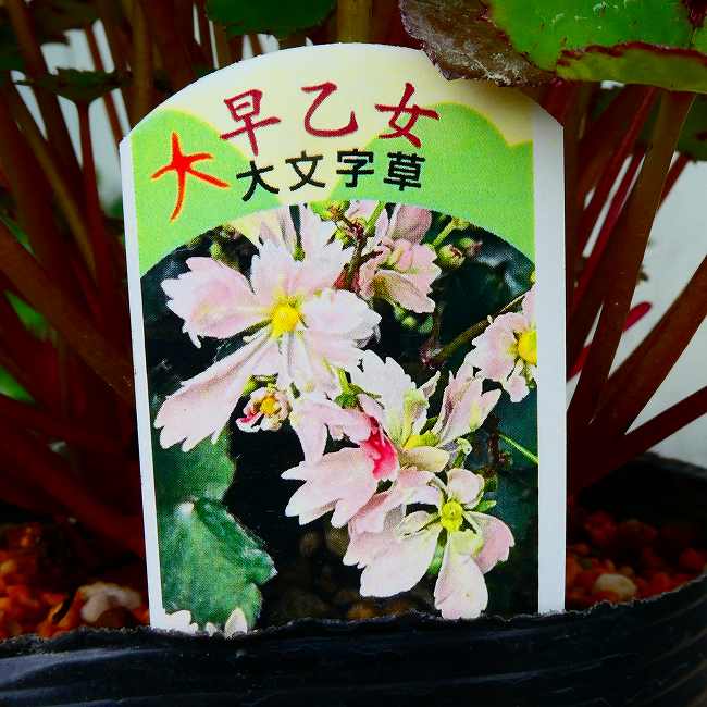 大文字草 苗 早乙女 4号 ピンク花 ダイモンジソウ 山野草 宿根草　260630 秋の山野草 大文字草『早乙女』の大苗です。秋に咲く山野草です。寒さに強いので屋外で冬越し出来ます。夏の直射日光は苦手なので梅雨開け以降の強い日差しを避けて下さい。他の品種も別に販売しております。 ポットの直径は12cm（4号）です。 2