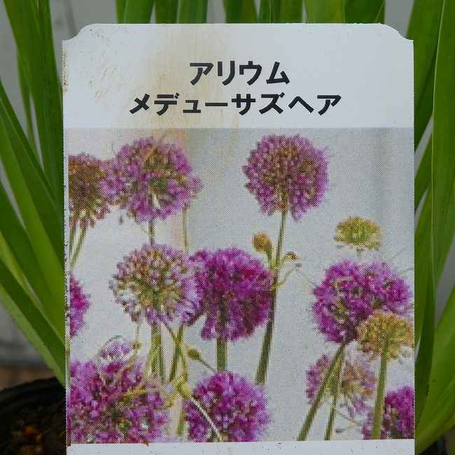 宿根性アリウム 苗 メデューサズヘア 3.5号 花壇苗 260707 個性的な花色♪ アリウム『メデューサズヘア』の苗です。夏を中心にラベンダーパープル色の丸い花を咲かせます。暑さ、寒さに強い宿根性のアリウムです。春の芽吹き時に葉がねじれるように展開するのが面白い特徴です。 ポットの直径は10.5cm（3.5号）です。 2