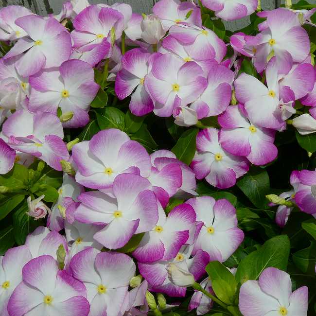 日々草 苗 ブルームーン カクテリーナ 3.5号 夏の花壇苗 ガーデニング 260728 涼しげな花色♪ 日々草『カクテリーナ＊ブルームーン』の苗です。白地に縁がラベンダーピンクの涼しげな花色で夏の花壇にオススメです。日当たり、風通しの良い場所で晩秋まで長く咲きます。 ポットの直径は10.5cm（3.5号）です。 2