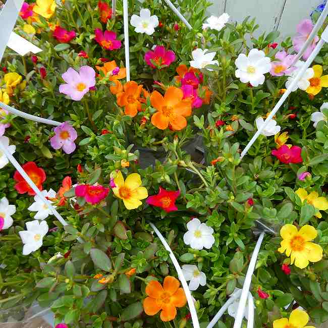 ポーチュラカ 数色寄せ植え 5号 吊り鉢 乾燥暑さに強い 260812 カラフルな混植植え♪ ポーチュラカの数色寄せ植えの吊り鉢仕立てです。夏中、カラフルな色合いの花が楽しめます。厳しい日差し、暑さ、乾燥に強い夏の花です。日陰や過湿は苦手です。草丈を低く抑えたいスペースにお勧めです。 ポットの直径は15cm（5号）です。 5