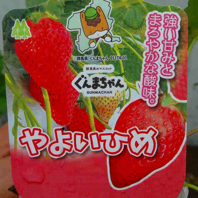 いちご苗やよいひめ苺イチゴ3号ハー...