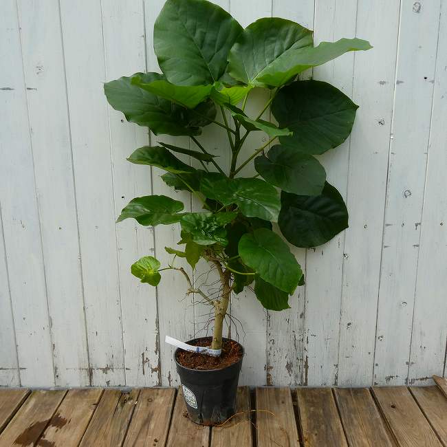 ウンベラータ No.1 観葉植物 5号鉢 全高80cm ハートリーフ 260922