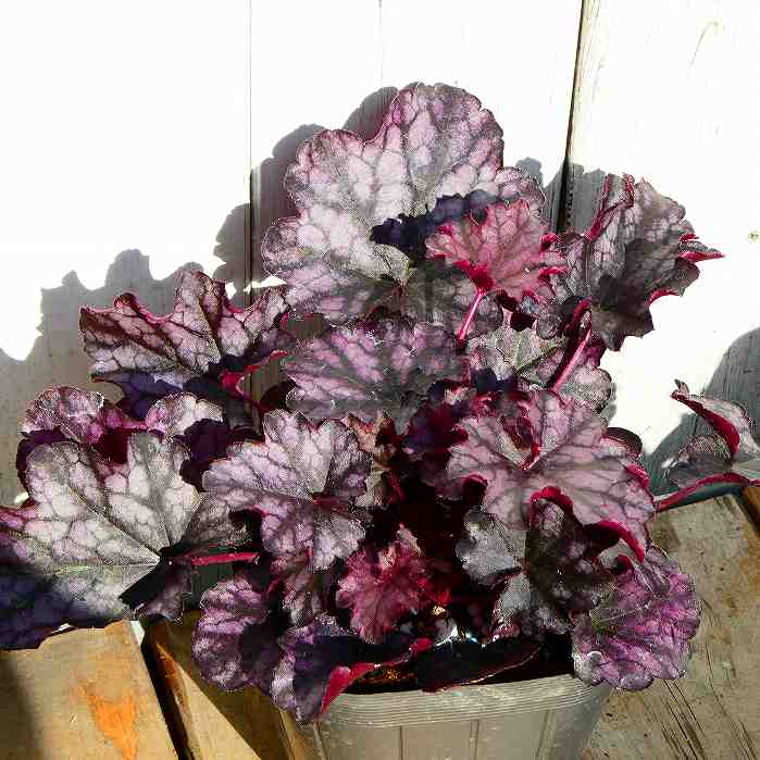 ヒューケラ 苗 シルバーデューク ドルチェ 3号 ツボサンゴ 山野草 日陰向き 宿根草 耐寒性　240321のサムネイル