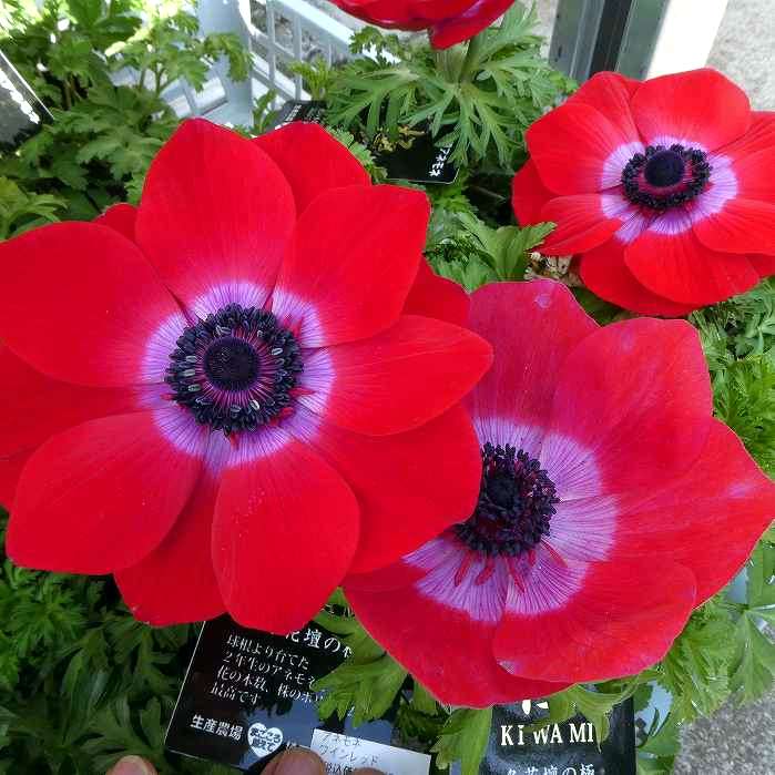 アネモネ 苗 ワインレッド 3.5号 ガーデニング おしゃれ花色 苗 耐寒性強 寒さ強い　231215のサムネイル