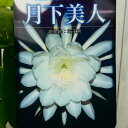 月下美人 6号鉢 大株 開花見込み株 孔雀サボテン 多肉植物 250610