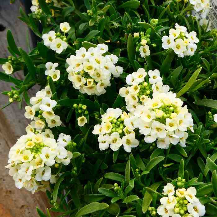 栄養系アリッサム 苗 シャンパンストリーム 3.5号 淡クリーム色 冬の花苗 耐寒性 花壇苗 大輪種 231219のサムネイル