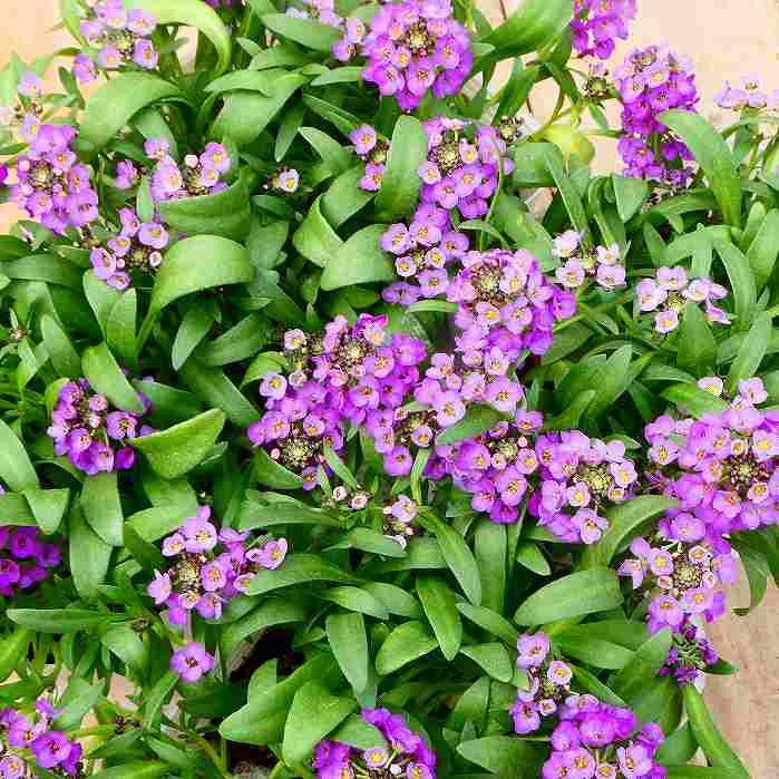 アリッサム 苗 アルール ラベンダー 3.5号 冬の花苗 耐寒性 花壇苗 241210