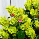 コエビソウ 苗 エビーナ ピンク ベロペロネ 小海老草 3.5号 ユニークな花姿 個性的な花型の小海老草（ベロペロネ）です。品種名は《エビーナ＊ピンク》です。 ライムグリーンの苞の間からピンクの花が咲きます。秋口まで長く楽しめます。寒さには弱いので冬越しする場合は、室内で管理してください。 4品種ミックスで入荷しました。他の品種は別に販売しております。合わせてご検討下さい。 1ポットの価格です。ポットの直径は10.5cm（3.5号）です。 ※同梱について大型商品（単品配送で同梱不可の商品）以外の商品はいくつでも表示されている送料で同梱させて頂きます。梱包サイズのアップや複数梱包になっても追加の送料は頂きません。他の商品もご検討頂ければ幸いです。 2