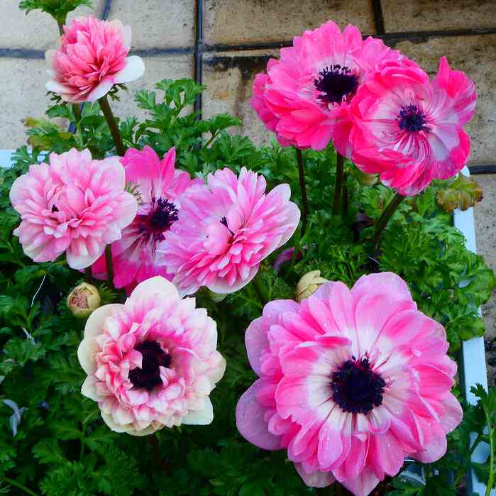 アネモネ 苗 ダブルクラシカル 3号 八重咲きのサムネイル