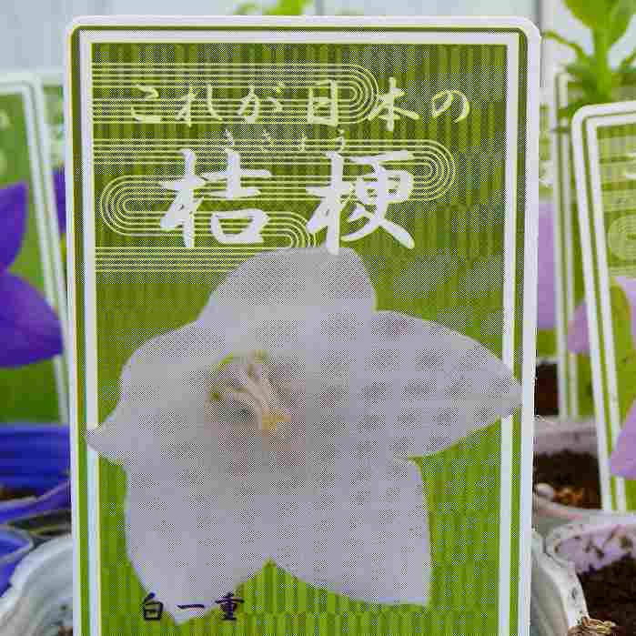 桔梗 苗 白花 3号ポット キキョウ 山野草 宿根草 茶花 