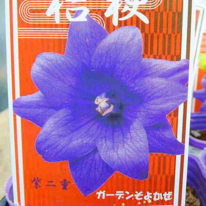 桔梗 苗 二重咲き 紫花 3号 キキョウ 山野草 宿根草 茶