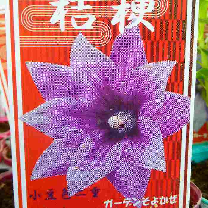 桔梗苗二重咲き小豆色3号キキョウ山...