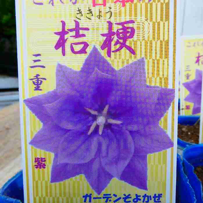桔梗 苗 三重咲き 紫花 3号 キキョウ 山野草 宿根草 茶