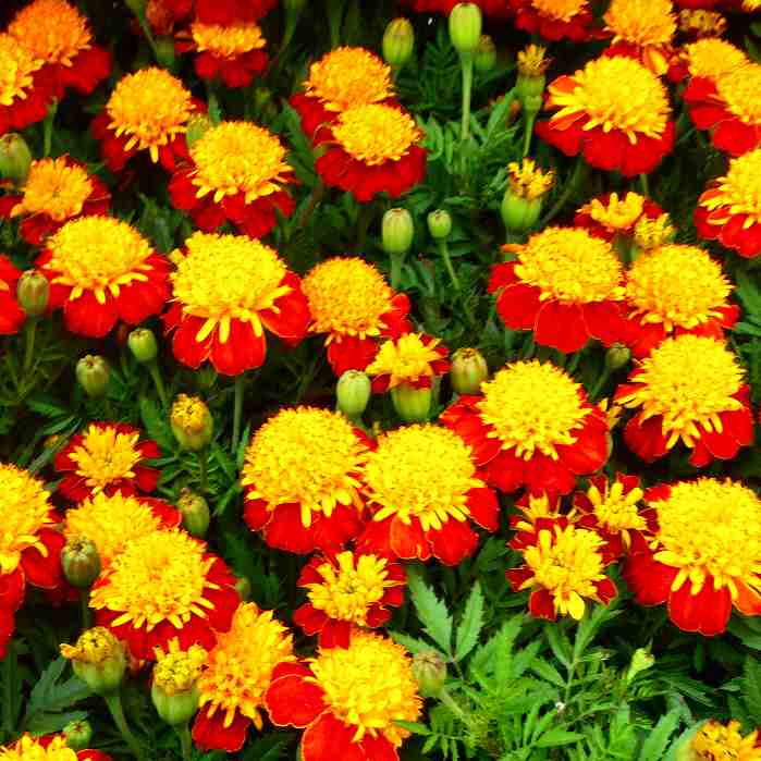 MARIGOLD - マリーゴールド 苗 ソラン 3.5号 苗 夏の花壇苗 ガーデニング 黄花 秋まで咲く 260414