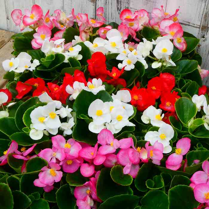 ベゴニア 苗 センパフローレンス 花色お任せ 白花 ピンク花 赤花 3.5号 夏の花 花壇苗 240423