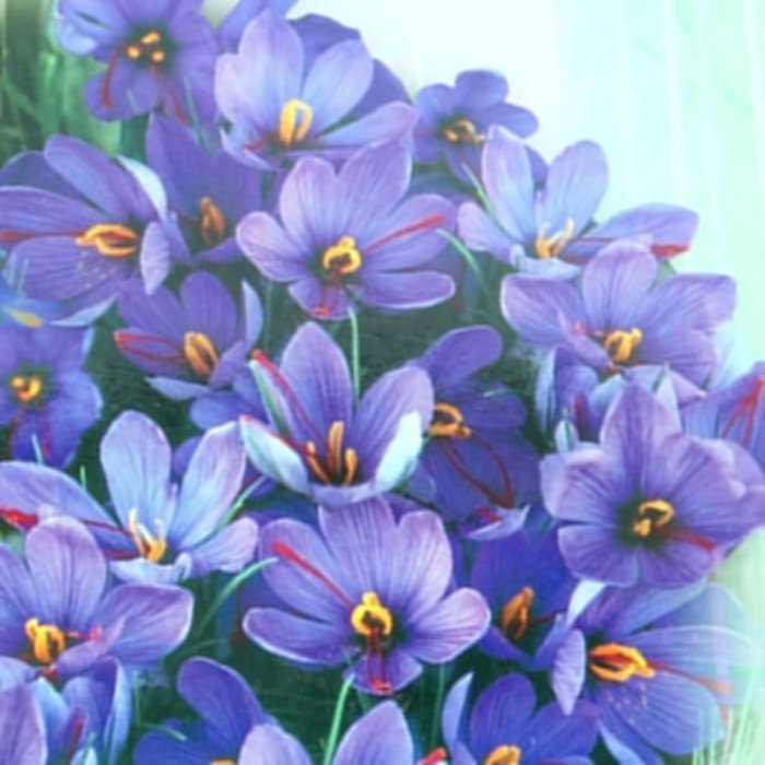 球根 サフラン 3球セット 夏植え ハーブ スパイス 秋咲きクロッカス 250719のサムネイル