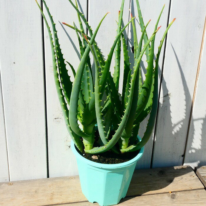 評価 1鉢あると便利です アロエ 木立アロエ 鉢植え 2株植え キダチアロエ 多肉植物 2531 5号鉢 医者いらず