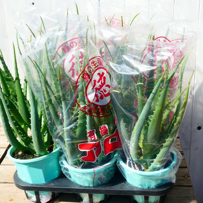 評価 1鉢あると便利です アロエ 木立アロエ 鉢植え 2株植え キダチアロエ 多肉植物 2531 5号鉢 医者いらず